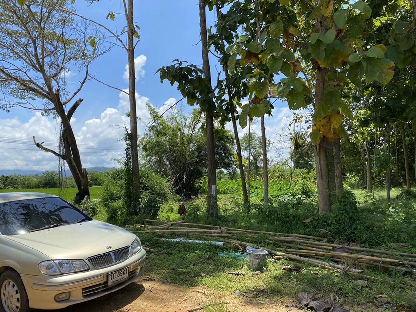 ที่ดินใกล้เส้นทางรถไฟความเร็วสูงสายใหม่เด่นชัยเชียงของพร้อมต้นสักอายุ 15-20 ปี 9