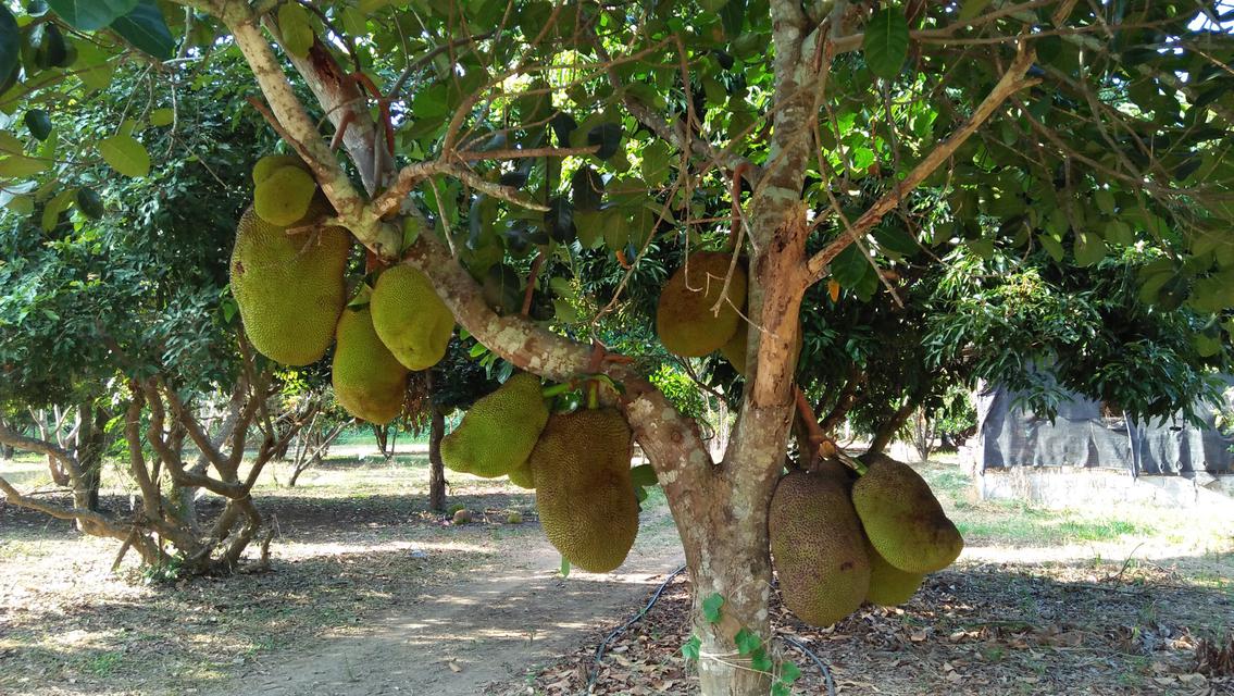 Sale Farm Fruits  among natural forest at Pak Chong districted,Nakornratchasima or Korat Province 3
