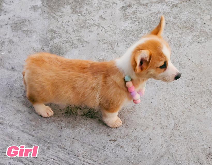 คอร์กี้พร้อมย้ายบ้านครับ 7