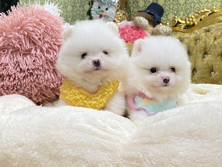 ลูกปอมเมอเรเนียนแท้ น้องน่ารักมากๆ อ้วนกลมฟูหมีๆ สีสวย พร้อมย้ายบ้านค่ะ รูปที่ 6