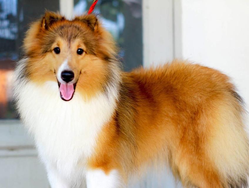 For Sale Shetland Sheepdog