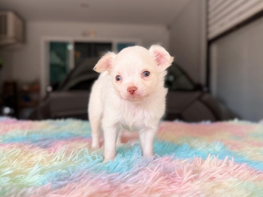 ชิวาวาผสมปอม ผู้ สีขาวครีม พิกัดรามอินทรา