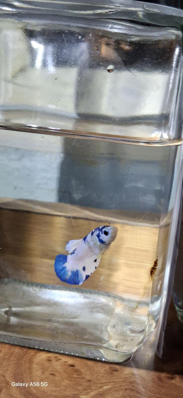 ปลากัด มาเบิ้ล-แฟนซี-สวยงาม 7