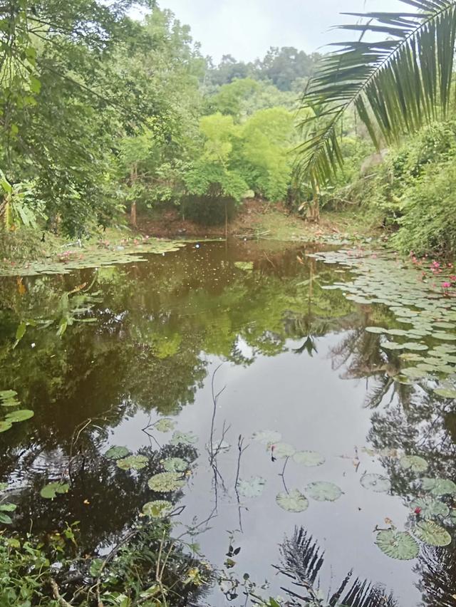 ขายด่วน! ที่ดินพื้นที่สวนลำใย จังหวัดน่าน 9