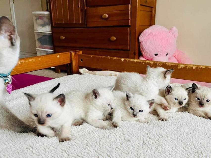 Siamese Kittens Ready WhatsApp me : +66 63 826 3042 รูปย่อยที่ 3