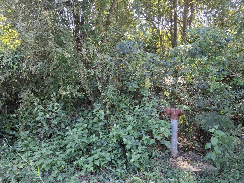 ที่ดินเปล่า 2 แปลงติดกัน หน้าติดถนนซอยบ้านดอนแต้วพัฒนา ต.พิกุลออก อ.บ้านนา จ.นครนายก 12