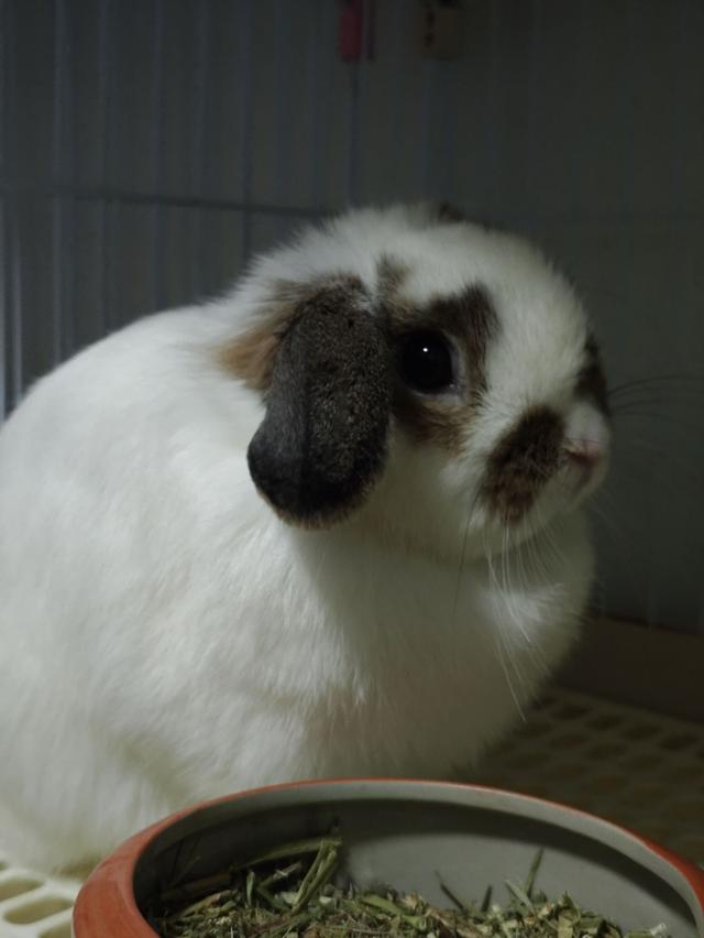 กระต่าย Holland Lop (กระต่ายหูตก HL) สีพิเศษโบรคเก่นดำแซมส้ม อ้วนกลม แม่พันธุ์
