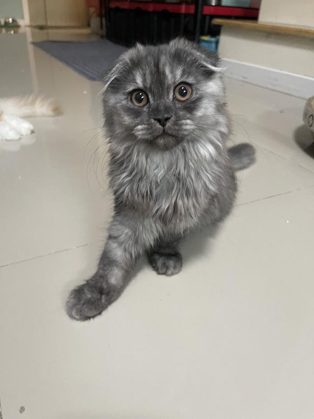 แมวขี้อ้อน(หญิง 3 เดือน)พร้อมย้าย