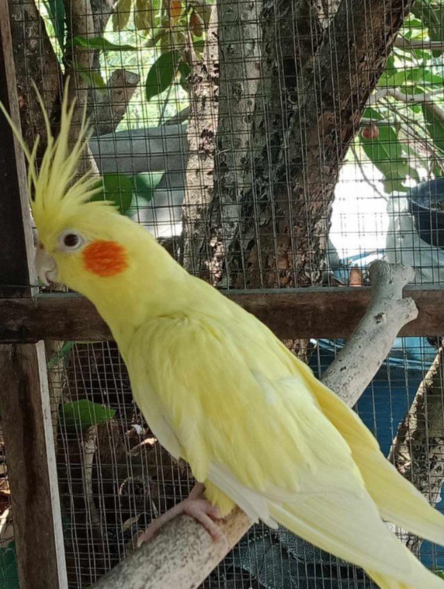 นกคอกคาเทลสีเหลือง