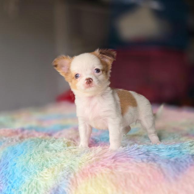 ชิวาวาขนยาวสีแฟนซี