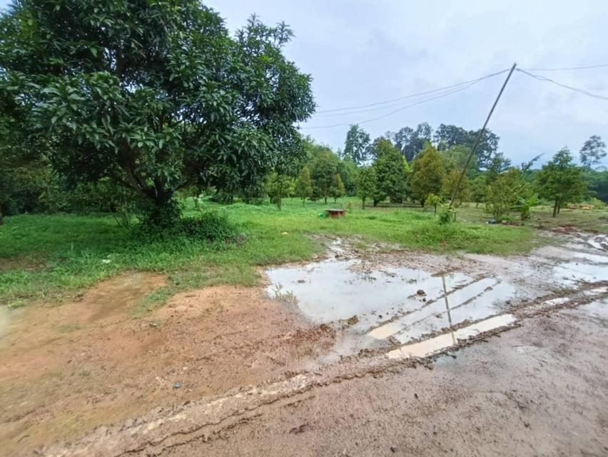 ขายที่ดินเนินหอม 9 ไร่ พร้อมสวนทุเรียนและส้มโอมีบ่อน้ำ ใกล้แยกหนองชะอม-3กม. เมืองปราจีนบุรี
