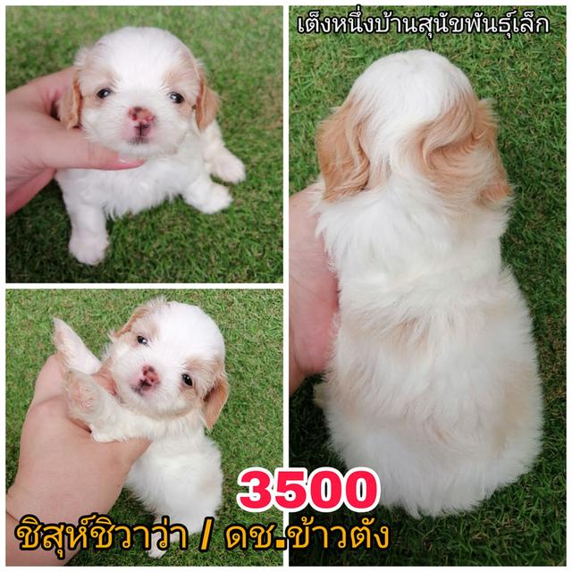 ลูกสุนัขชิสุห์ผสม พร้อมย้าย