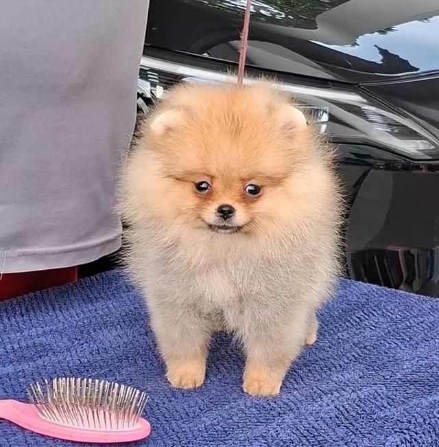 สุนัขพันธุ์ปอมเมอเรเนียน