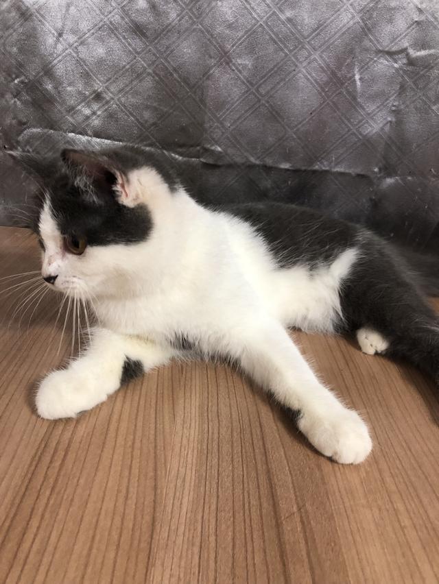 น้องแมวพันธุ์ อเมริกันเคิร์ลผสมหิมาลายัน เพศเมีย ( สี เทา ขาว )