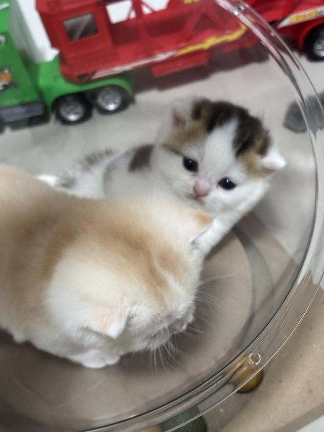 แมวบริติช British shorthair 13