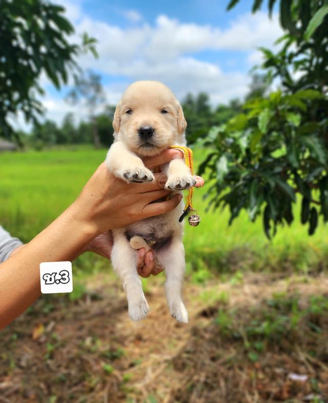 โกลเด้นแท้รีทรีฟเวอร์ รูปที่ 5