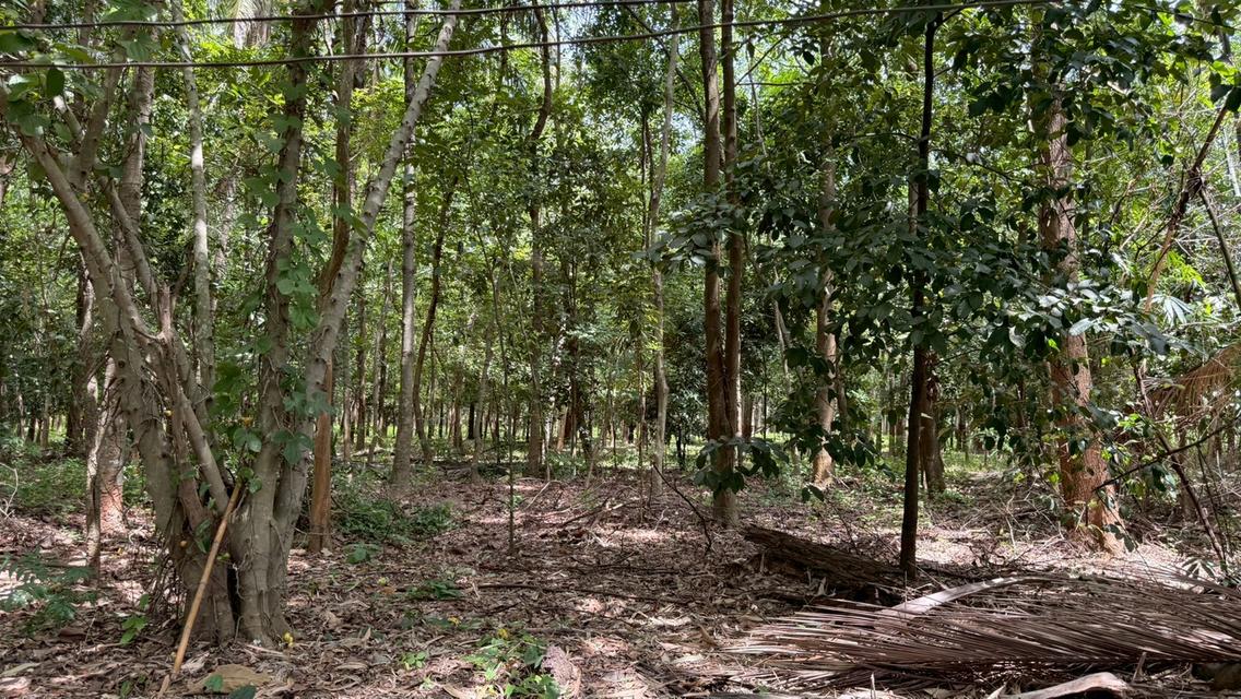 บ้านสวนผสมผสาน 28-0-65 ไร่  ซื้อวันนี้ได้ป่าพะยูง+ไม้เนื้อแข็งหลายชนิดอายุเกินสิบปี + สวนยางพารา 8