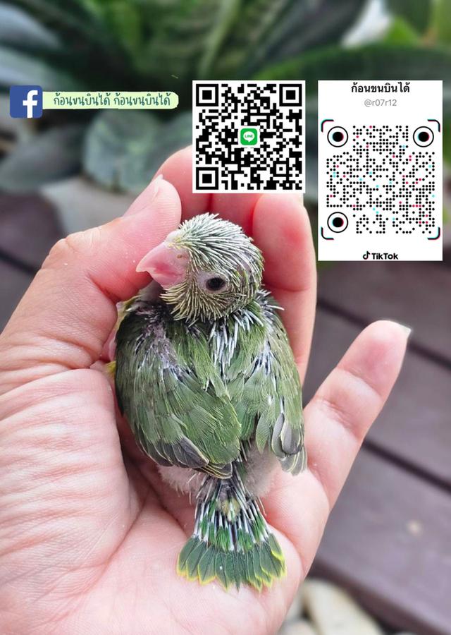 ฟอพัสอเมกันเยลโล่ 8