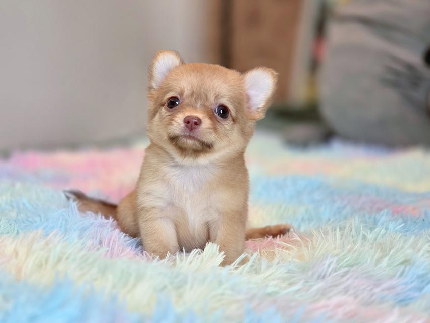 ชิวาวาแท้ขนยาว เพศเมีย รูปย่อยที่ 3