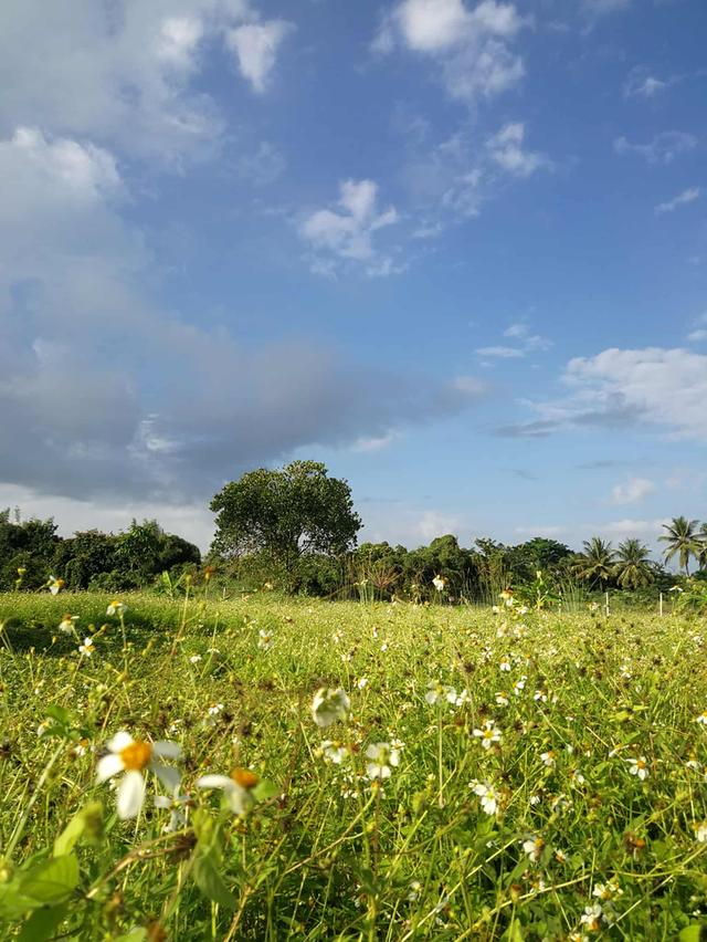 ที่ดิน อ.เมือง จังหวัดลำพูน