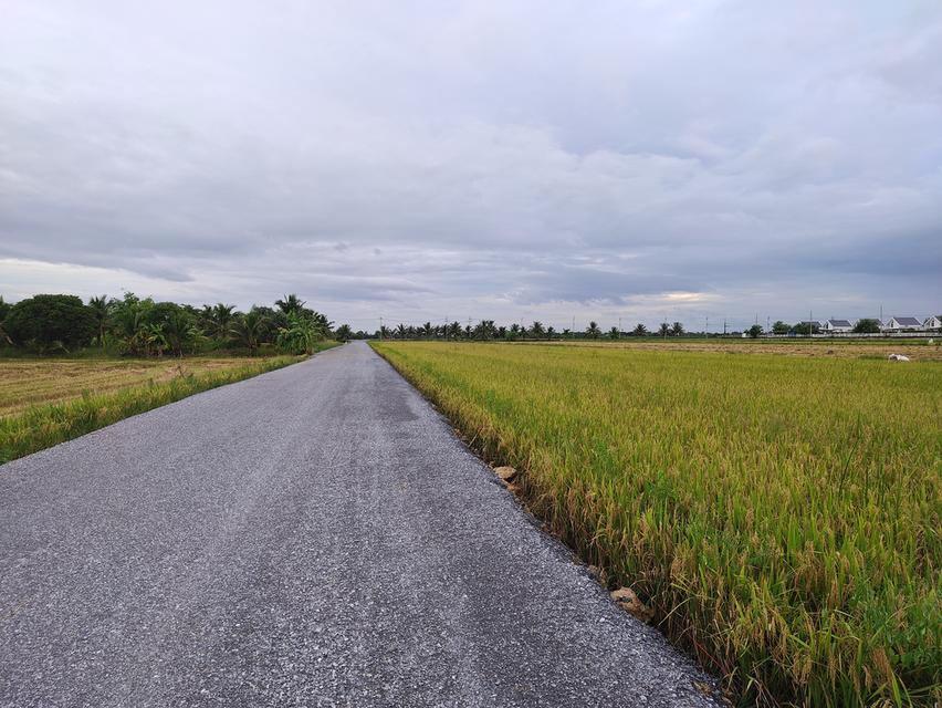 ขายที่ดิน ต.ขุนศรี อ.ไทรน้อย จ.นนทบุรี ที่ดินสวยราคาถูกทำจัดสรรได 3