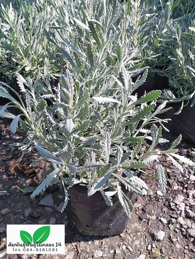 ลาเวนเดอร์ ต้นลาเวนเดอร์