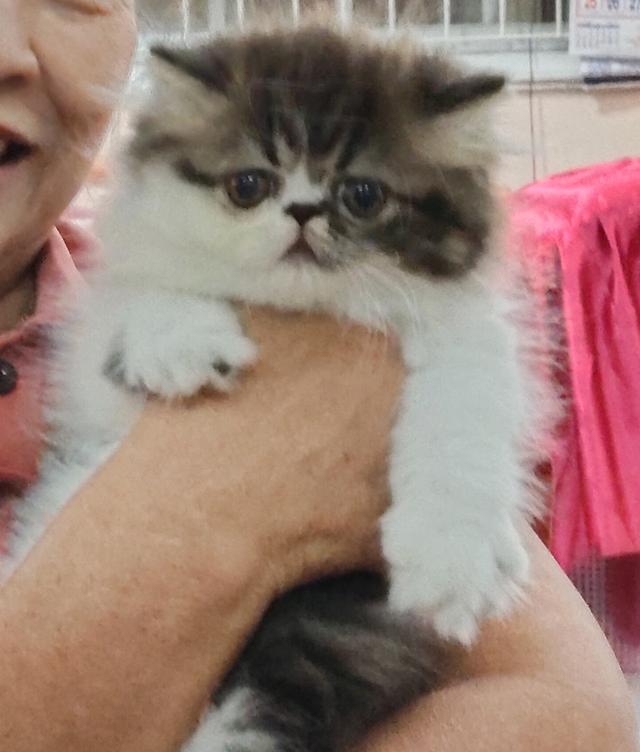 แมวหน้าบี้แท้