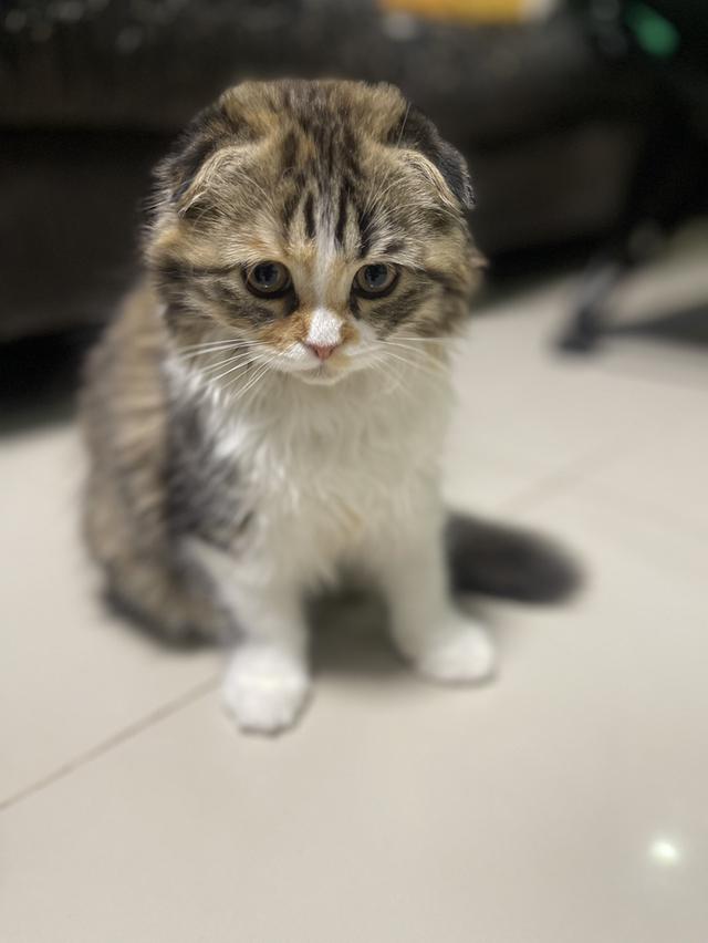 แมวสามสีนำโชค(หญิง3เดือน)เกิด9/9/68 5