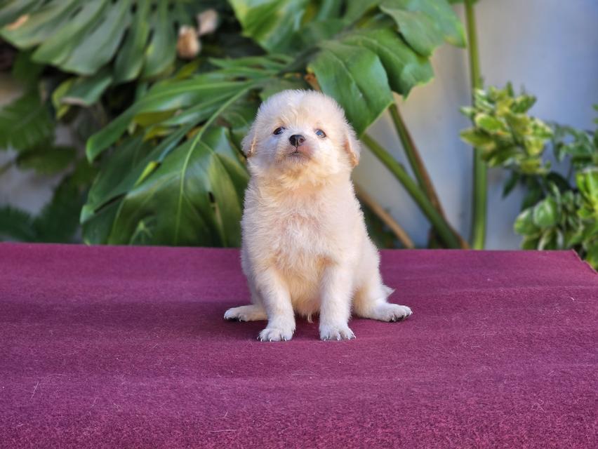 Poodleพุดเดิ้ลแท้สีขาวครีมน้องฟ้าสุดหล่อ