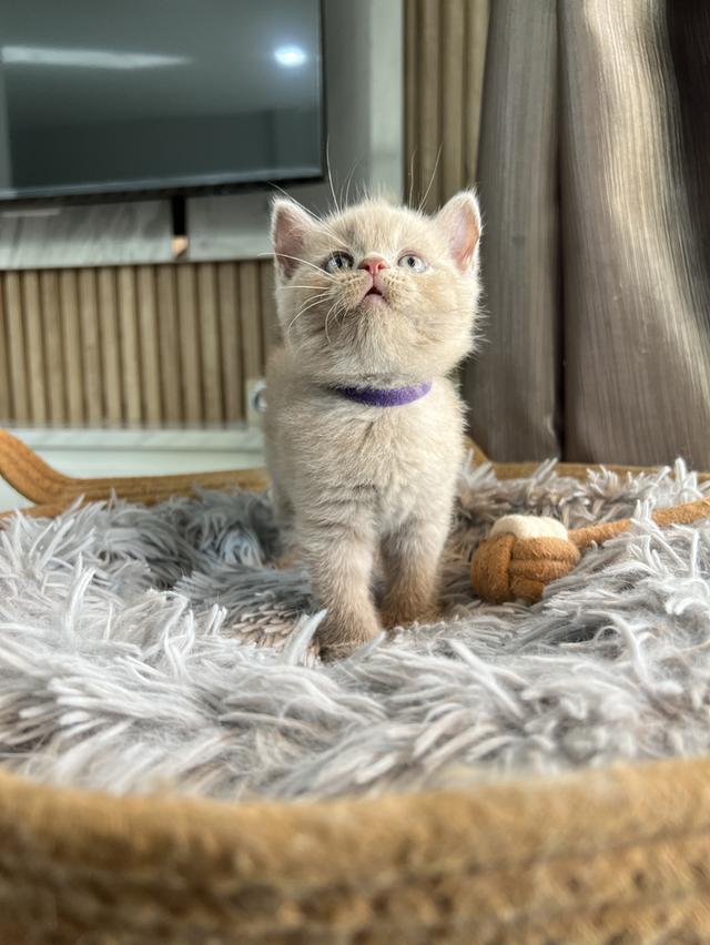 ลูกแมว บริติช ช็อตแฮร์ ใบเพ็ดนอกWCF(British Shorthair) 9