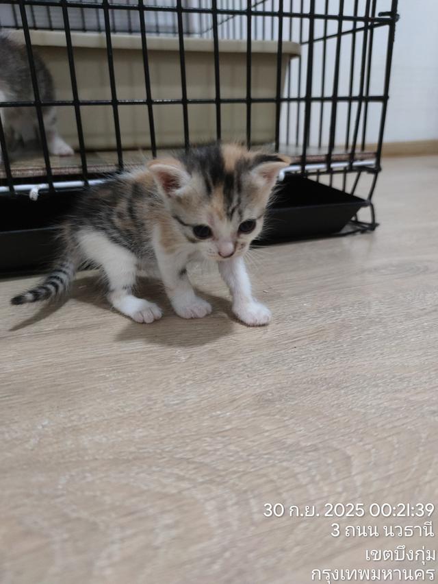 ลูกแมวหาบ้านใหม่ 8