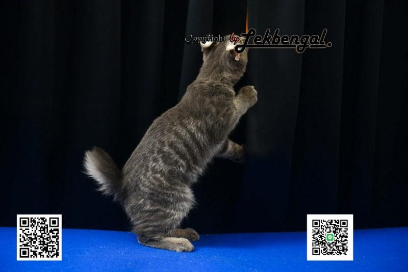 ขายลูกแมวจอมกวน อเมริกันเคิร์ล สีบลู หางกระต่าย (bobtail) สายพันธุ์แท้  3