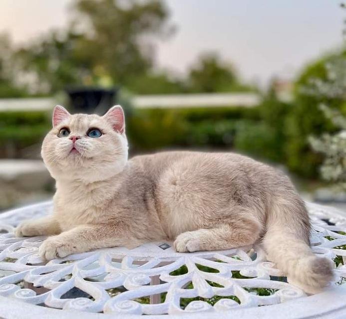 British Shorthair Female 2