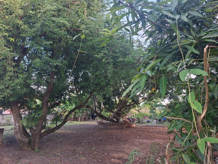 ขายที่ดินเจ้าของขายเอง บ้านเเม่ใจ อ.เเม่ใจ จ.พะเยา 3