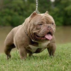 อเมริกันบูลลี่ (American Bully) 2