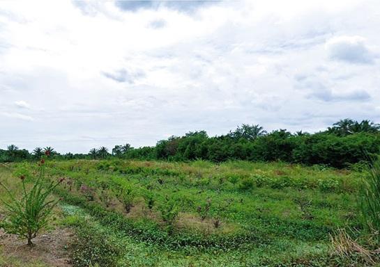 ขายที่ดิน 10 ไร่ 30 ล้านบาท ในแหล่งชุมชน เดินทางสะดวก ต.บ้านใหม่ อ.สามพราน จ.นครปฐม