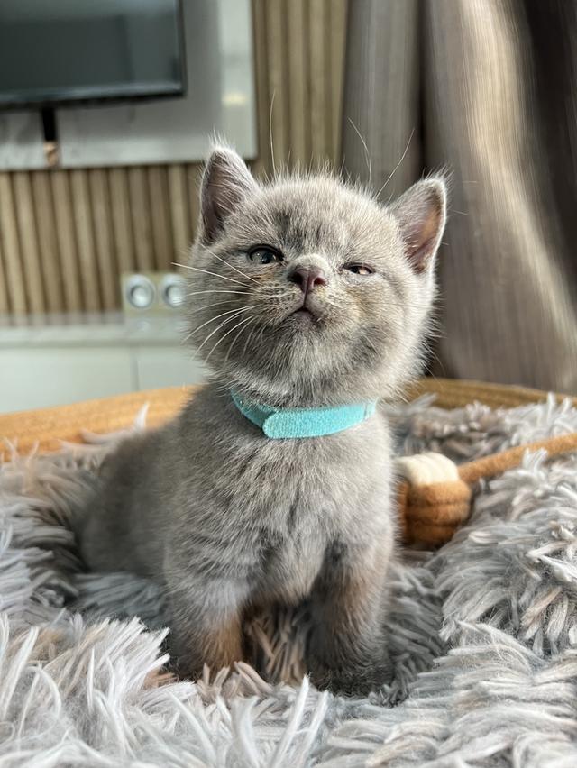 ลูกแมว บริติช ช็อตแฮร์ ใบเพ็ดนอกWCF(British Shorthair) 7