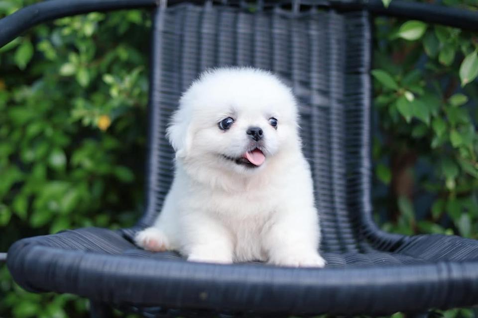 ลูกสุนัข Pekingese เด็กชาย  2