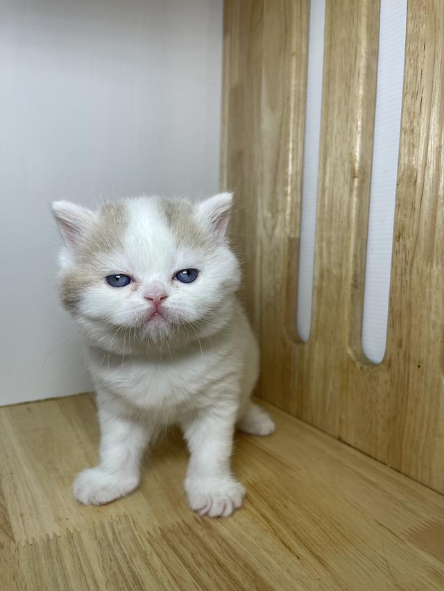 ลูกแมวมันชกิ้น ขายาว รูปที่ 3