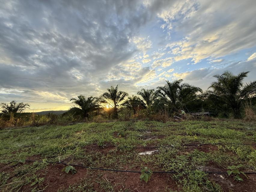 ขายที่ดิน พร้อมที่พักอาศัย 11