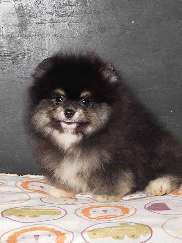 ปอมผู้ 8