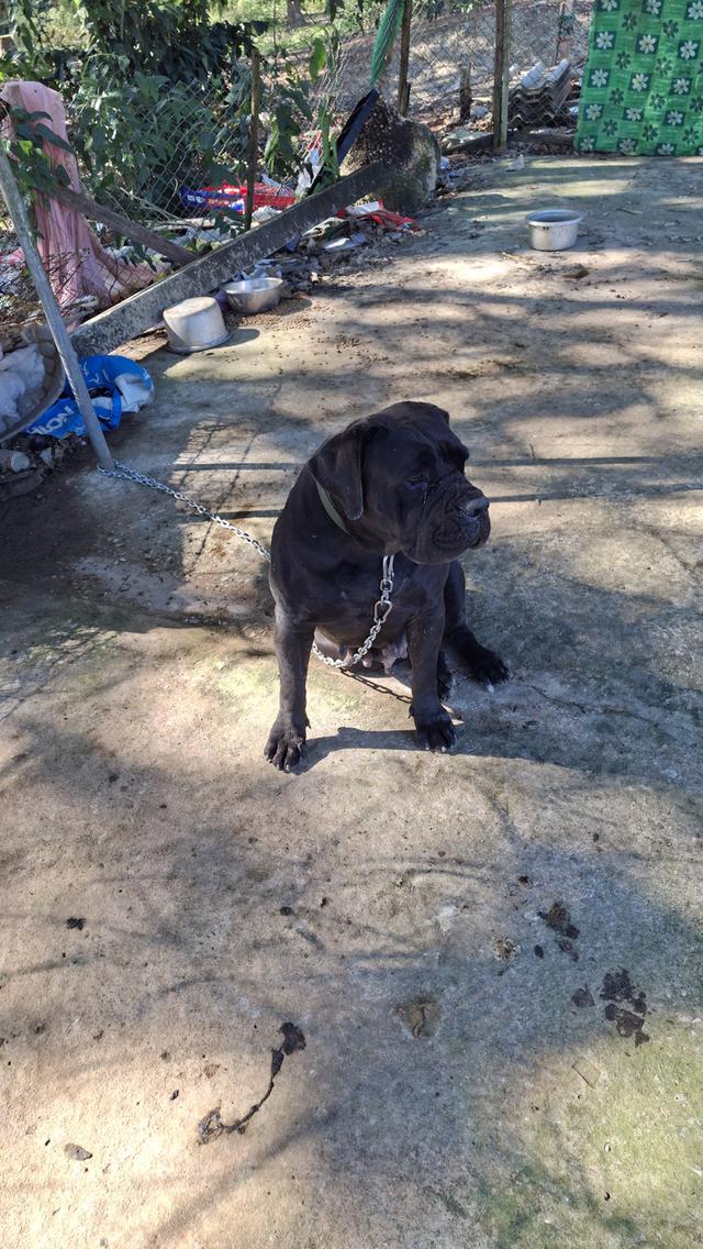 ขายพ่อแม่พันบัวโบแท้ 2