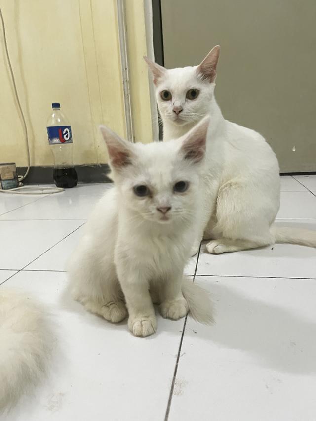 ขายแมวขาวมณีแมวเด็กด่วน รูปที่ 3