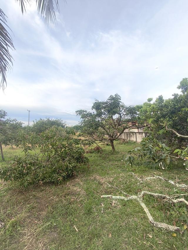 ที่ดินงามเชียงใหม่ 10