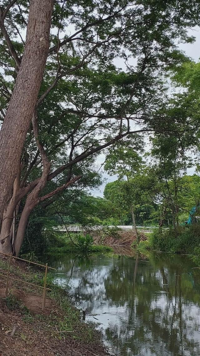 ขายที่ดินเปล่า อ แม่ริม ด้านหน้าติดถนน ด้านหลังติดแม่น้ำ  ติดเขตชายแดน อ.สันทราย เชียงใหม่ 4
