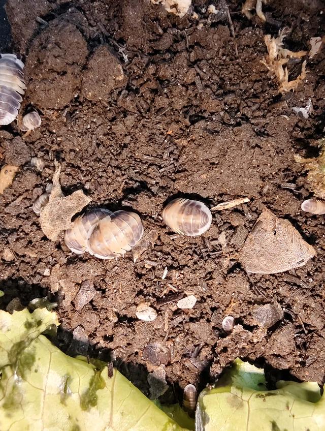 isopod ไอโซพอด Cubaris Cappuccino