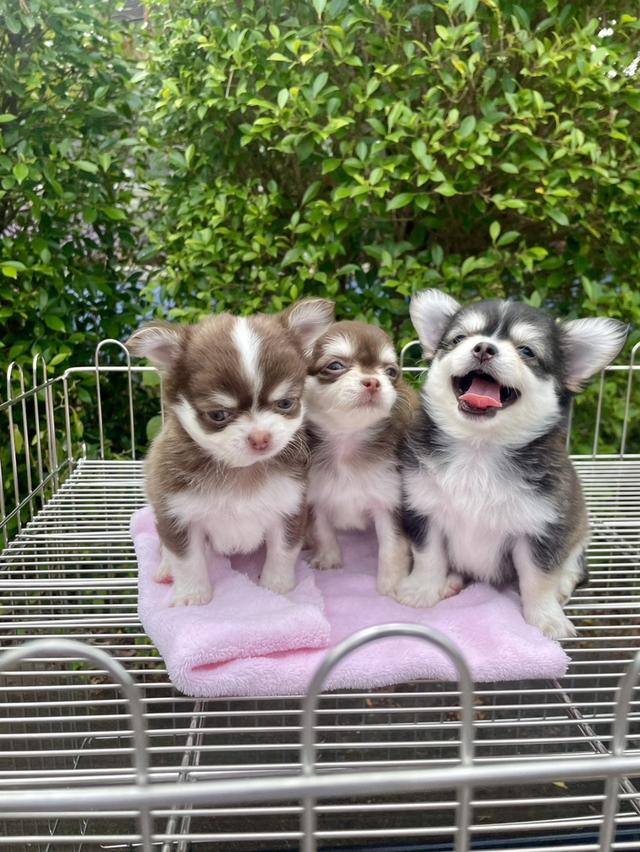 ลูกสุนัขชิวาว่า 5