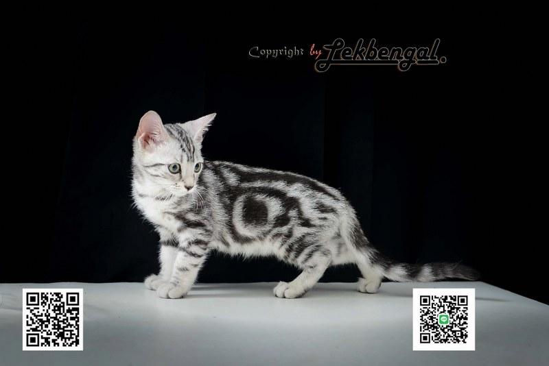 ขายลูกแมวเพศเมียราคาพิเศษ อเมริกันชอตแฮร์พันธุ์แท้ American Shorthair  3