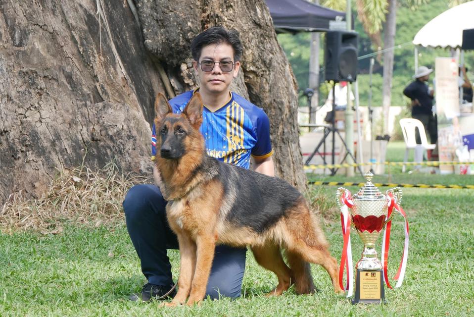 ลูกสุนัขเยอรมันเชพเพริด รูปที่ 6