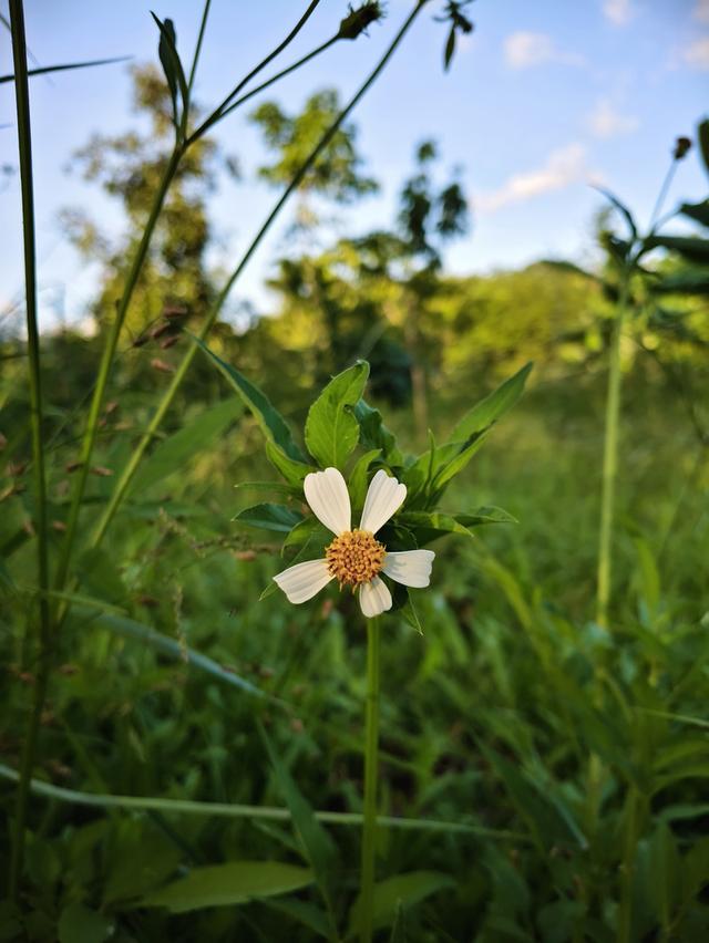 ภาพถ่ายดอกไม้ตามธรรมชาติ